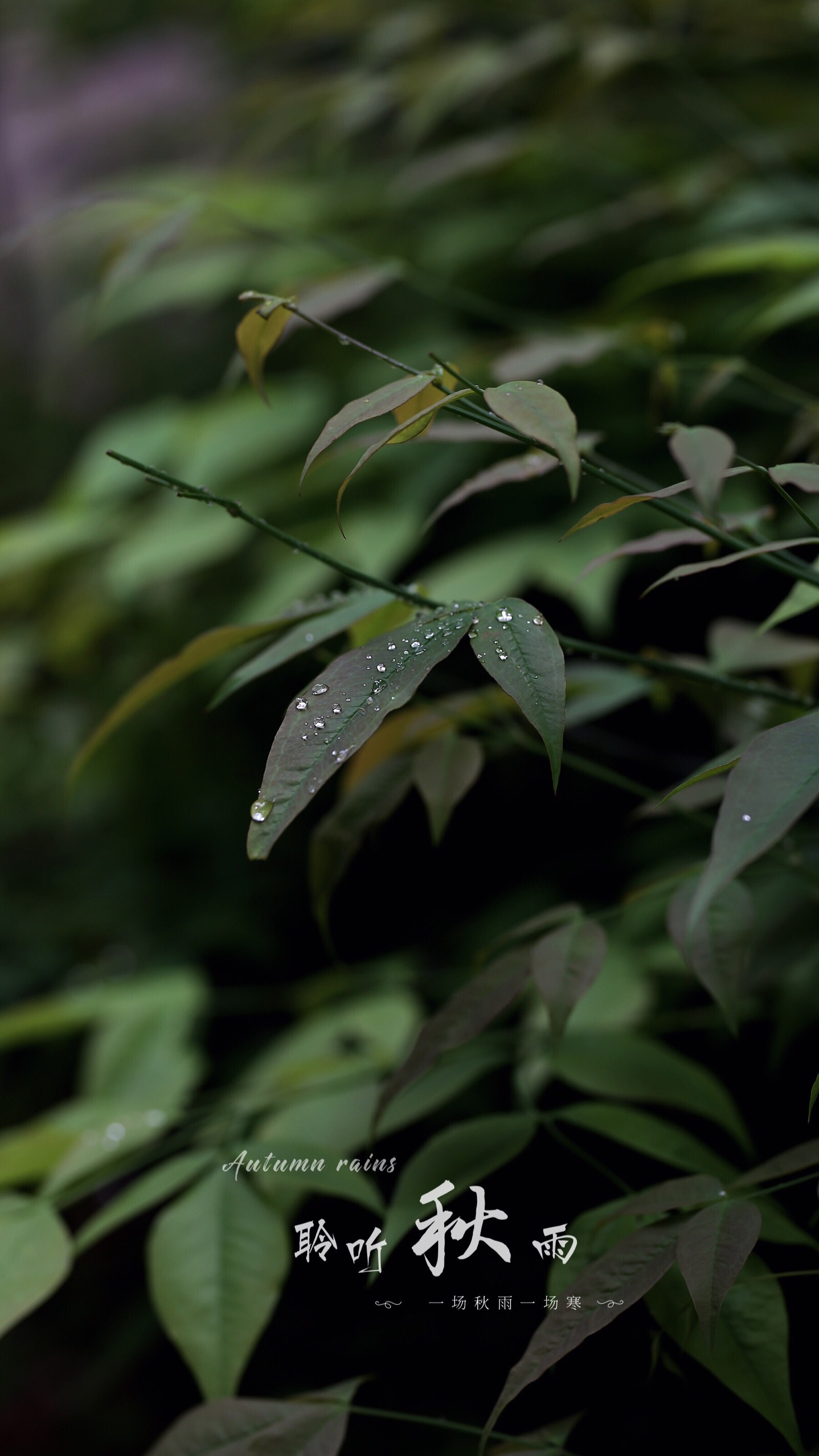 秋雨