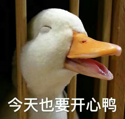 壁纸今天也要开心鸭