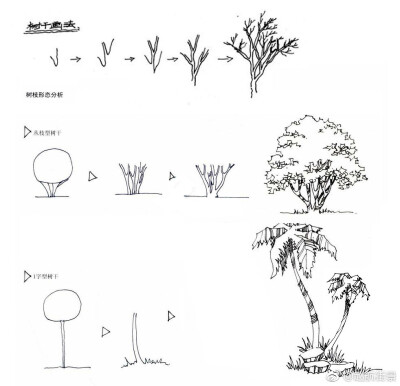 手绘植物