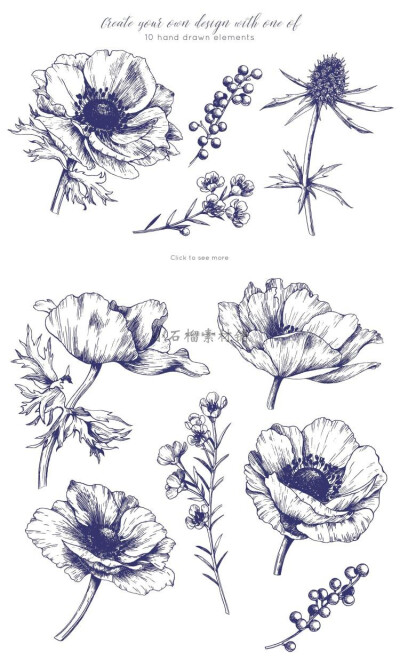 手绘彩铅钢笔黑白线稿花卉果实叶子临摹学习png图片临摹素材20