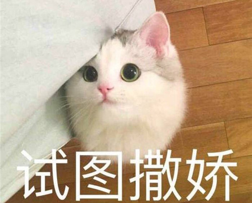 卖萌猫咪表情包