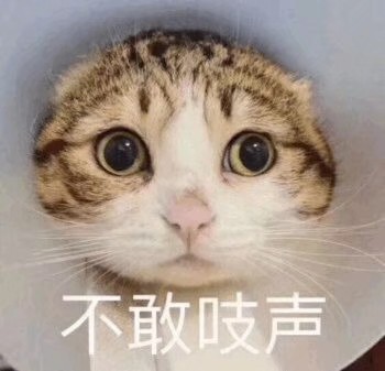 泪目猫表情包