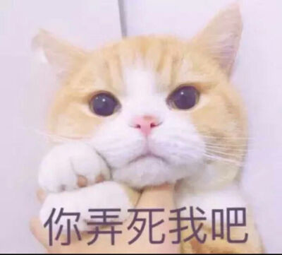 猫猫探头表情包