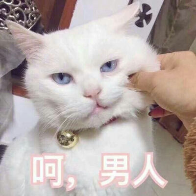 猫猫探头表情包