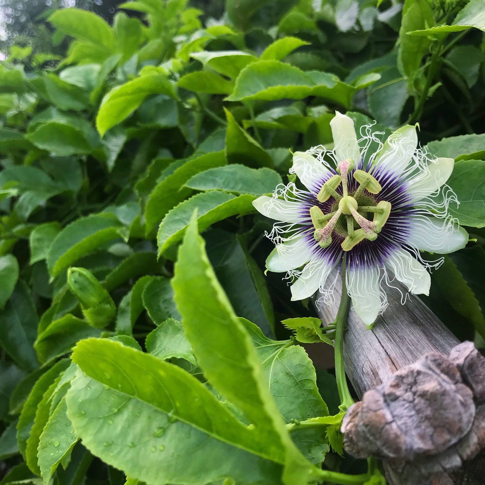 西番莲(百香果花)