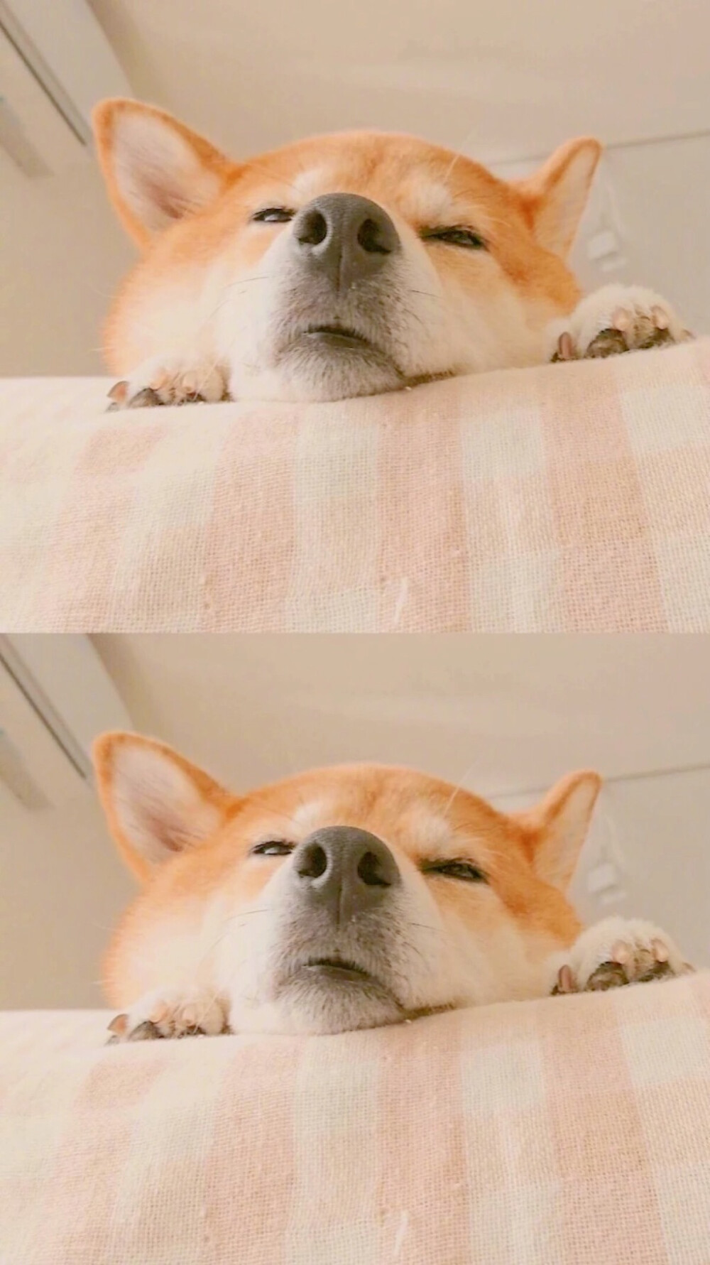 孤独的像条狗