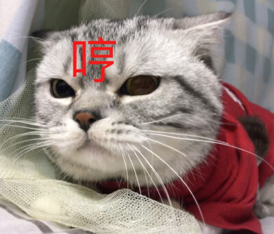 猫猫探头表情包