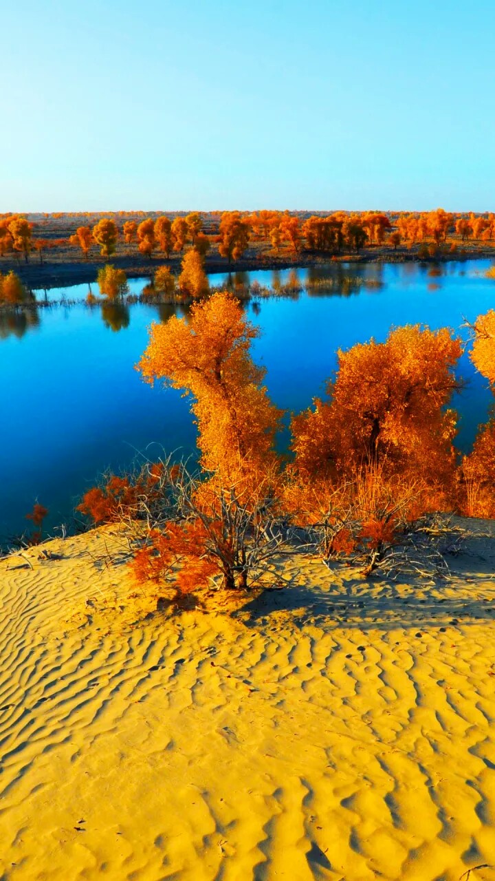 新疆塔里木河胡杨林