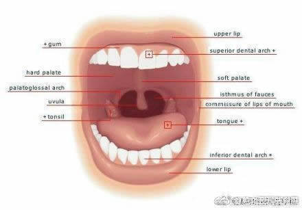 搞定身体各部分的英语词汇,全得不能再全了~