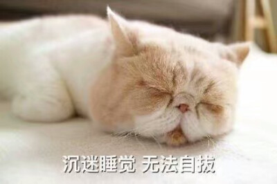 猫表情包可爱 困