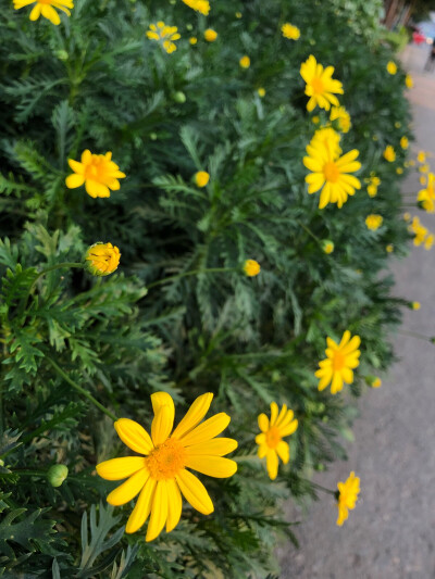 小黄花动漫