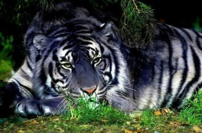 黑蓝虎即蓝虎毛皮为浅黑色并且略带灰蓝色,上面有深黑色的条纹的老虎.