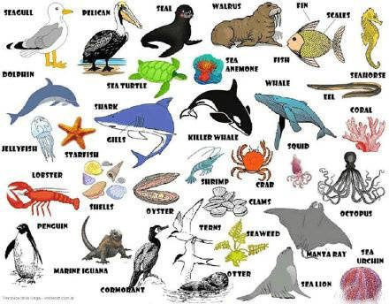 各类动物的英文词汇大全!