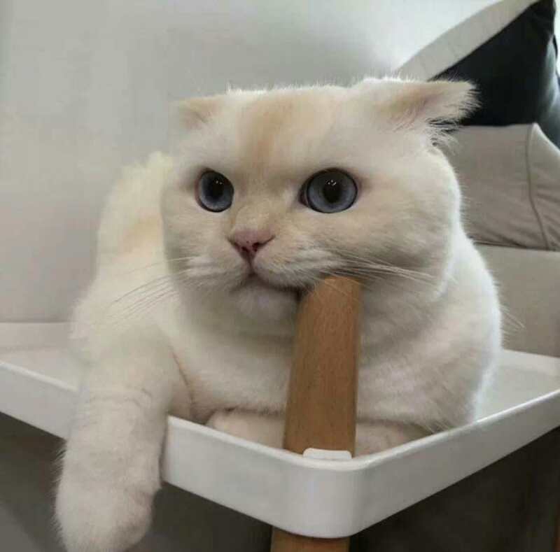 关注 萌宠 宠物头像 猫咪头像 萌宠头像 评论 收藏