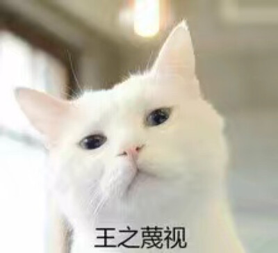 猫按键盘表情包