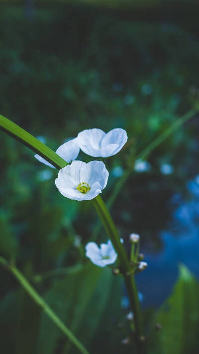 花朵壁纸