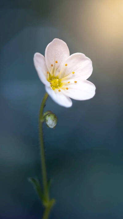 花朵壁纸