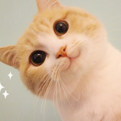 才知道我手机上存的这只小萌猫表情包叫bobi,世上怎么会有这么可爱的