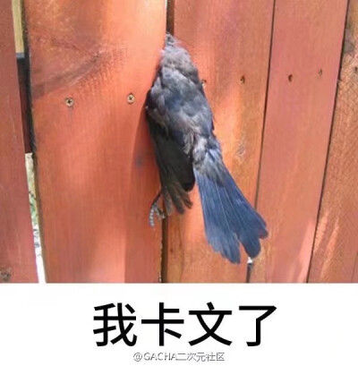 表情包 抠手