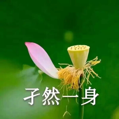 好运莲