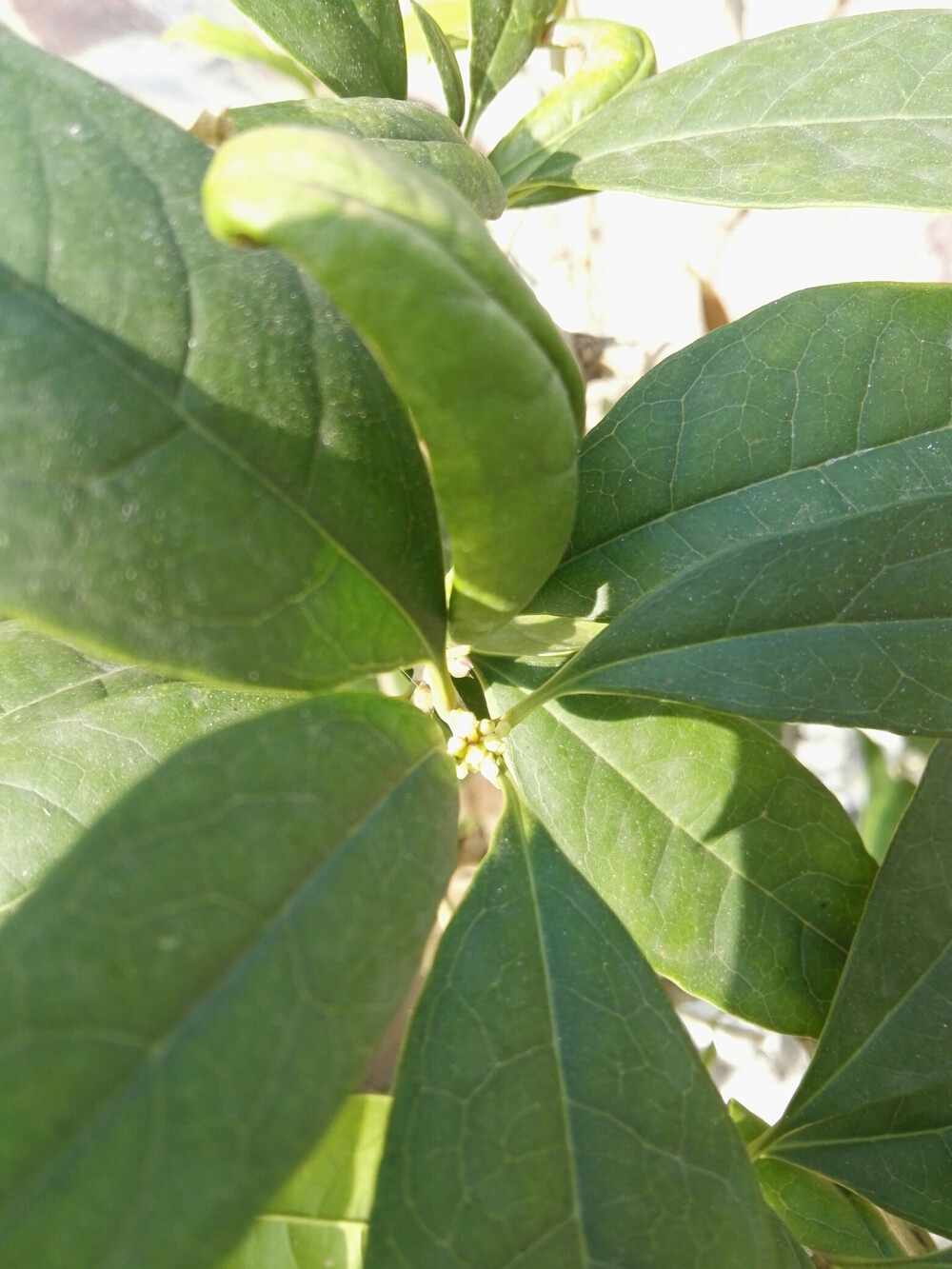 我的桂花树有花苞了,如米粒儿