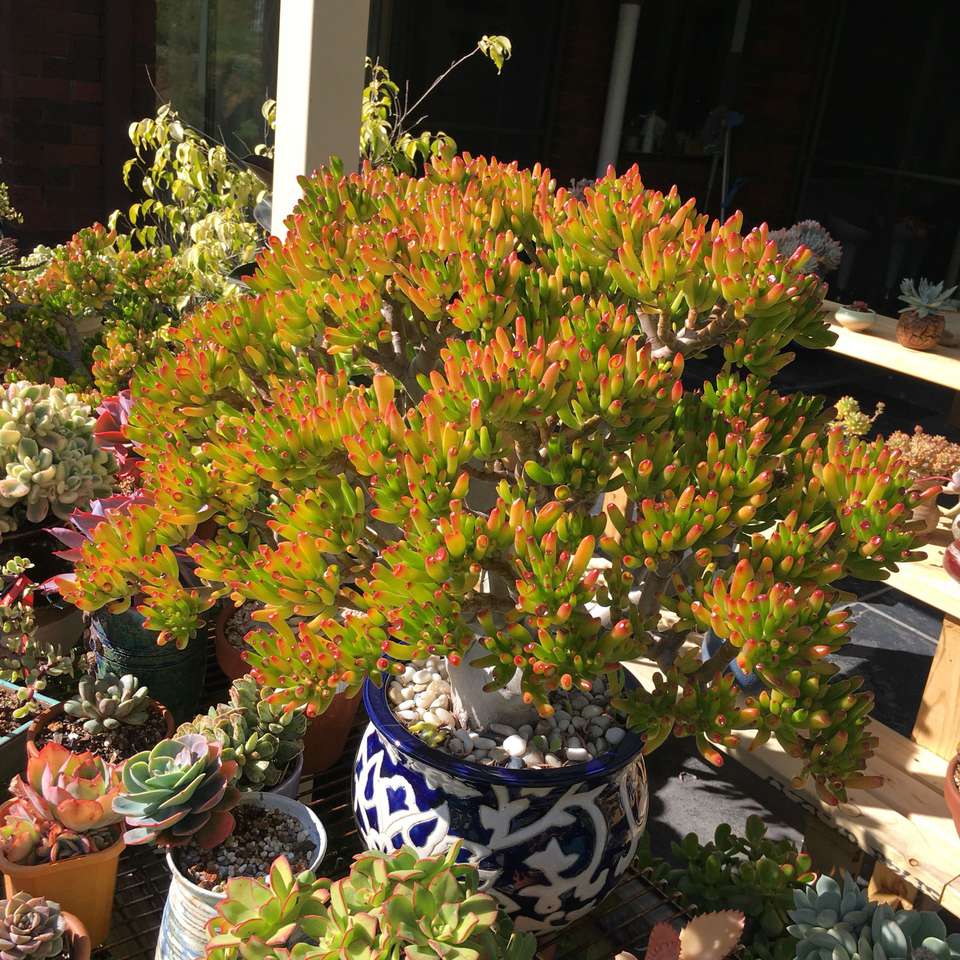 玉树,黄金花月,姬红花月,落日之燕,吸财树,跛叶花月,新花月锦.