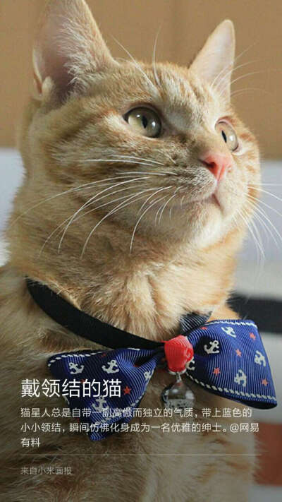 戴花的猫 堆糖,美图壁纸兴趣社区