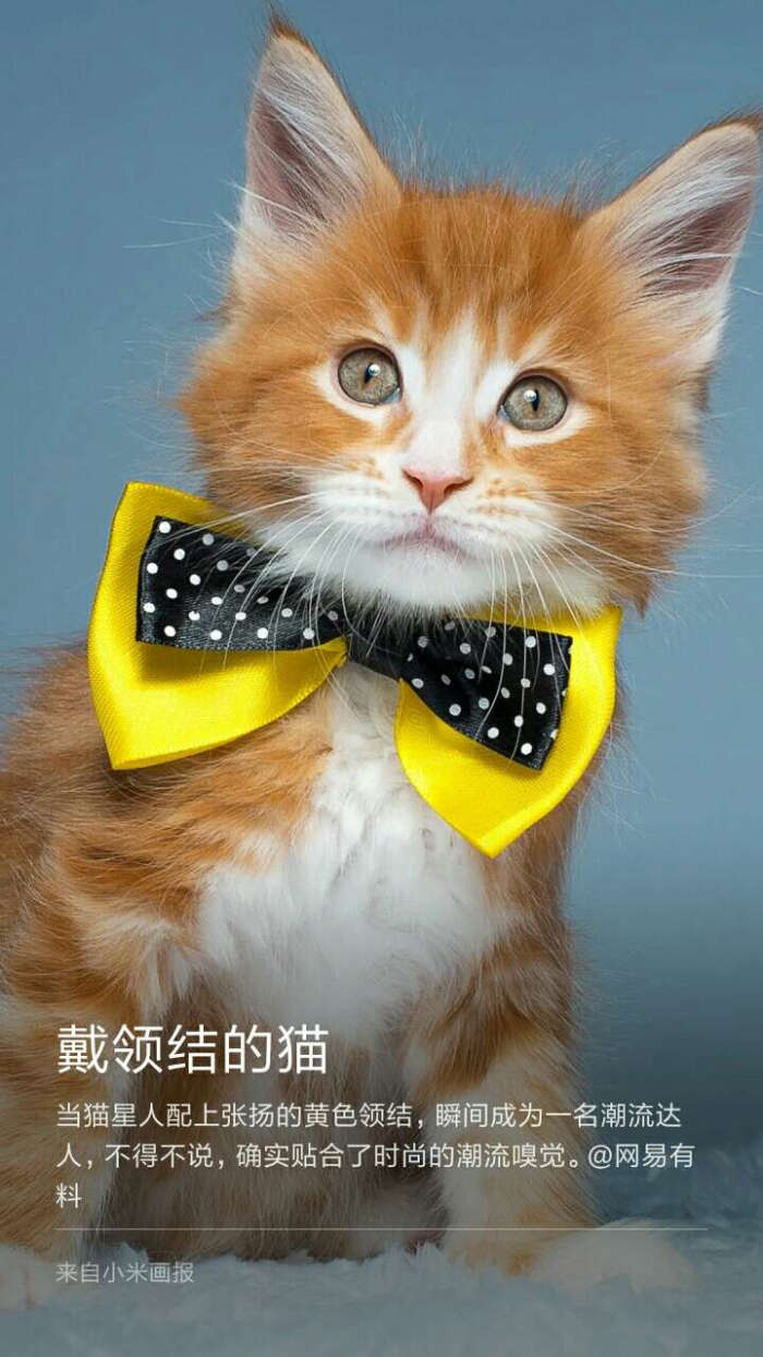 戴领结的猫