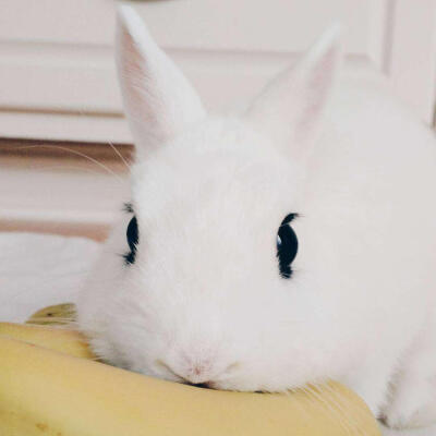小白兔大眼萌系列超萌兔子头像