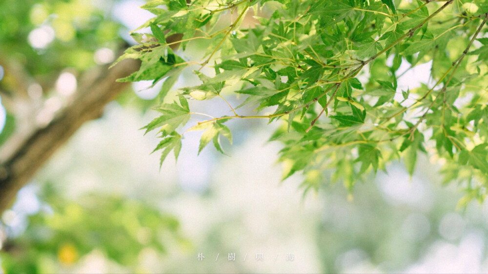 一个人的好风景