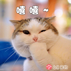 68宠物app微信qq宠物表情:猫咪小可爱嘻嘻