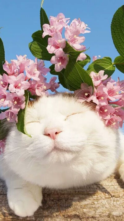 花与猫