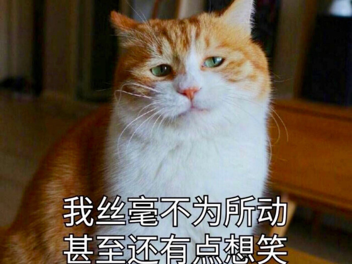 猫咪表情包 "我丝毫不为所动 甚至还有点想笑"