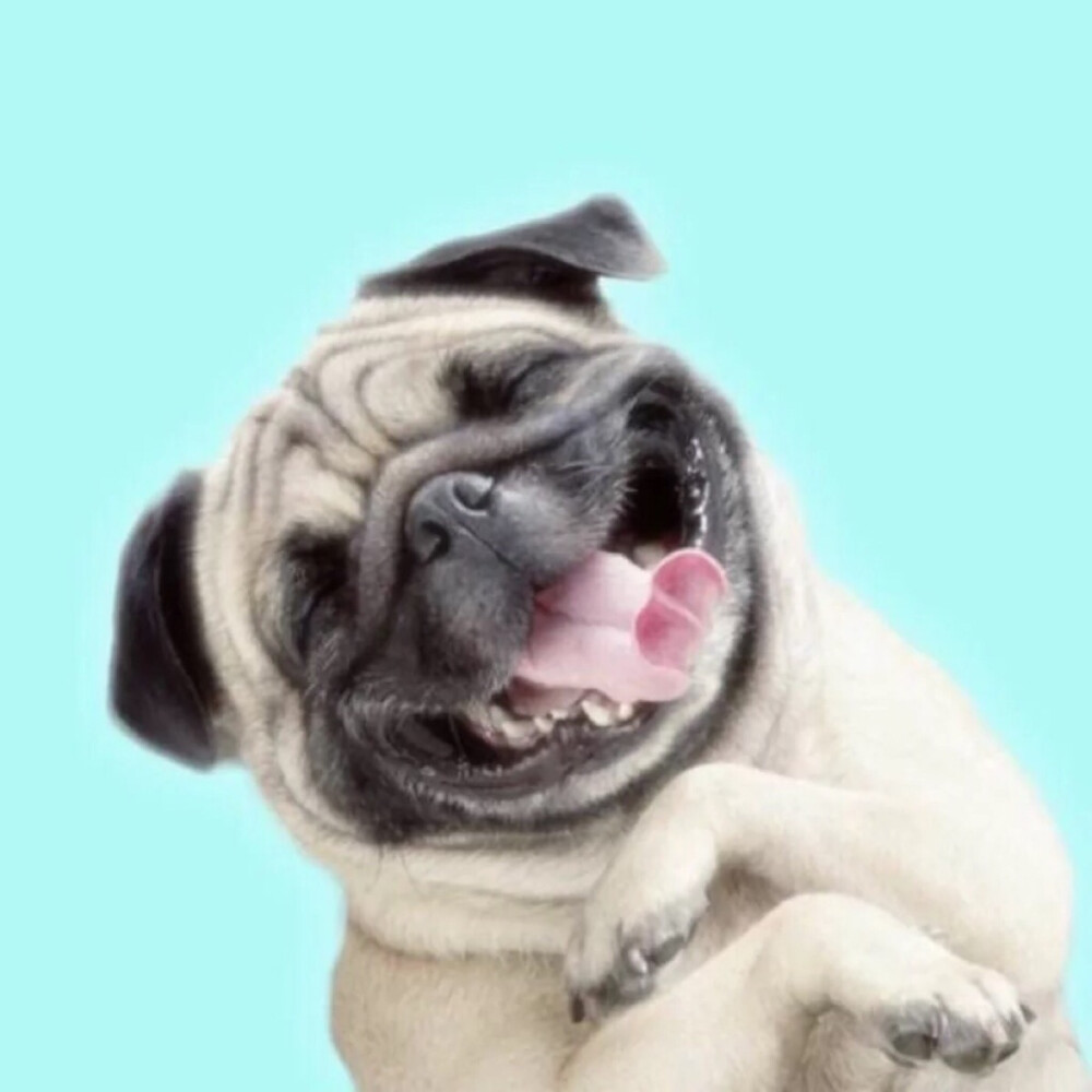 萌狗头像,闺蜜头像,多人头像,三人头像,斗牛犬