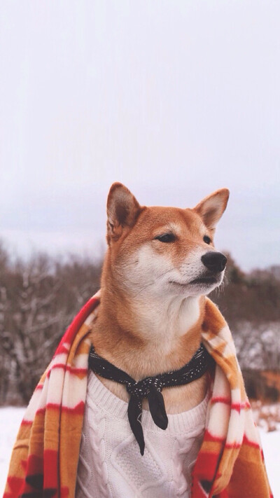 狗头菌狮之柴犬 堆糖,美图壁纸兴趣社区
