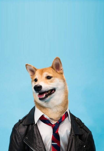 狗头菌狮之柴犬 堆糖,美图壁纸兴趣社区