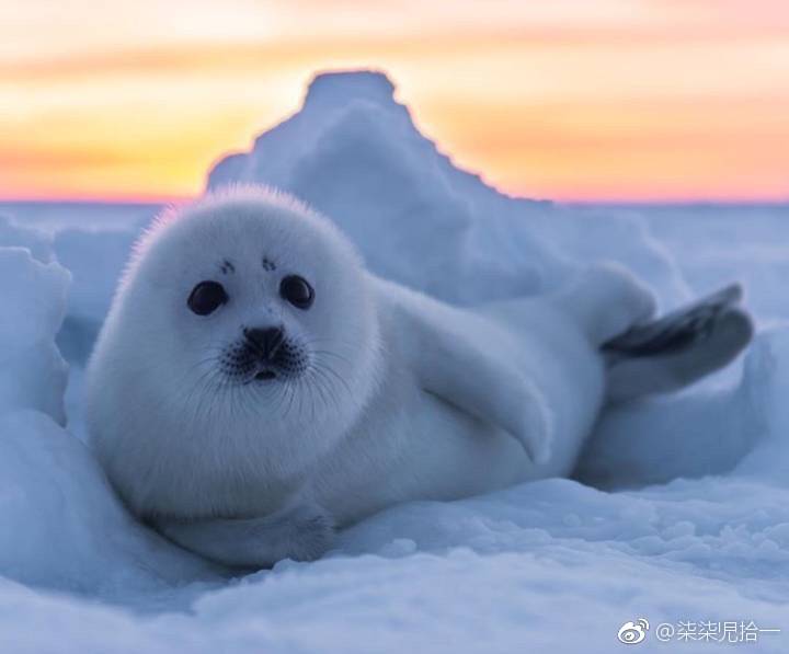 海豹宝宝