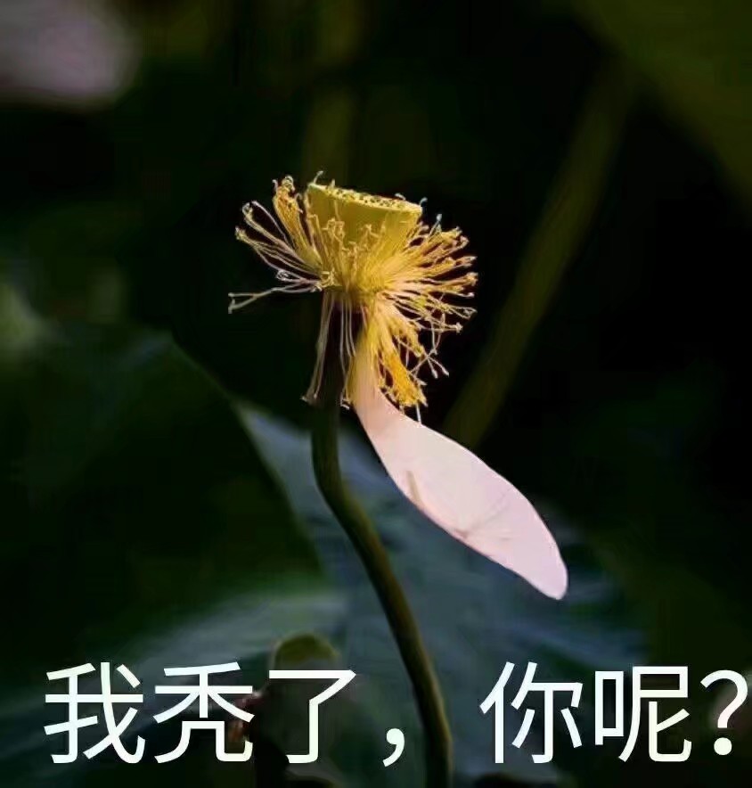 荷花表情包