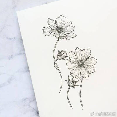 手绘黑白花朵