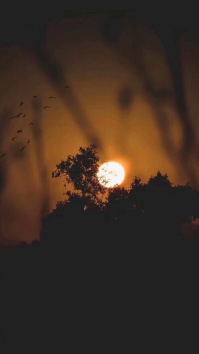 壁纸 风景 植物 夜景 意境