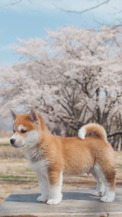 柴犬gif