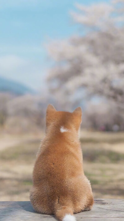 柴犬