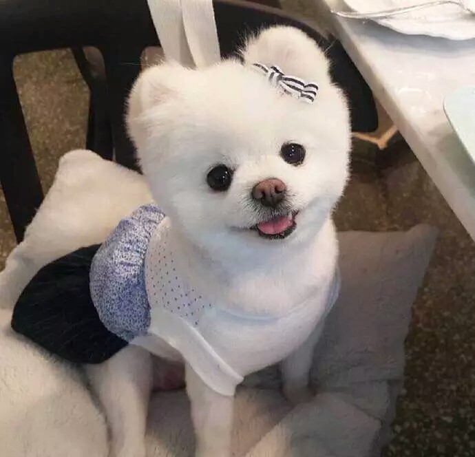 萌狗头像,闺蜜头像,情侣头像,微博详见yaoooooooir.