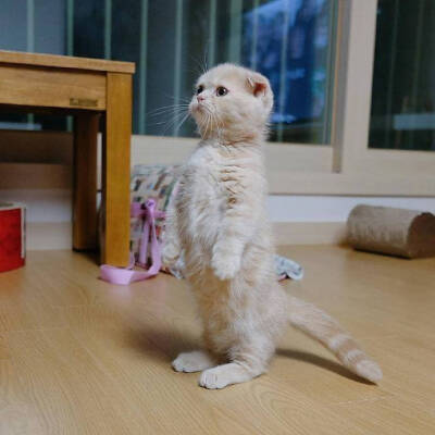 萌猫,闺蜜头像,三人头像,多人头像,情侣头像,微博见yaoooooooir.