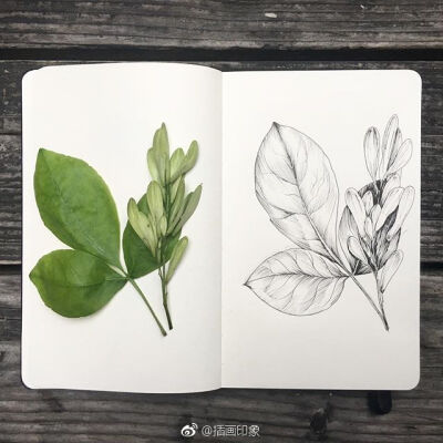 漂亮的植物速写~【插画师:courtney roth】