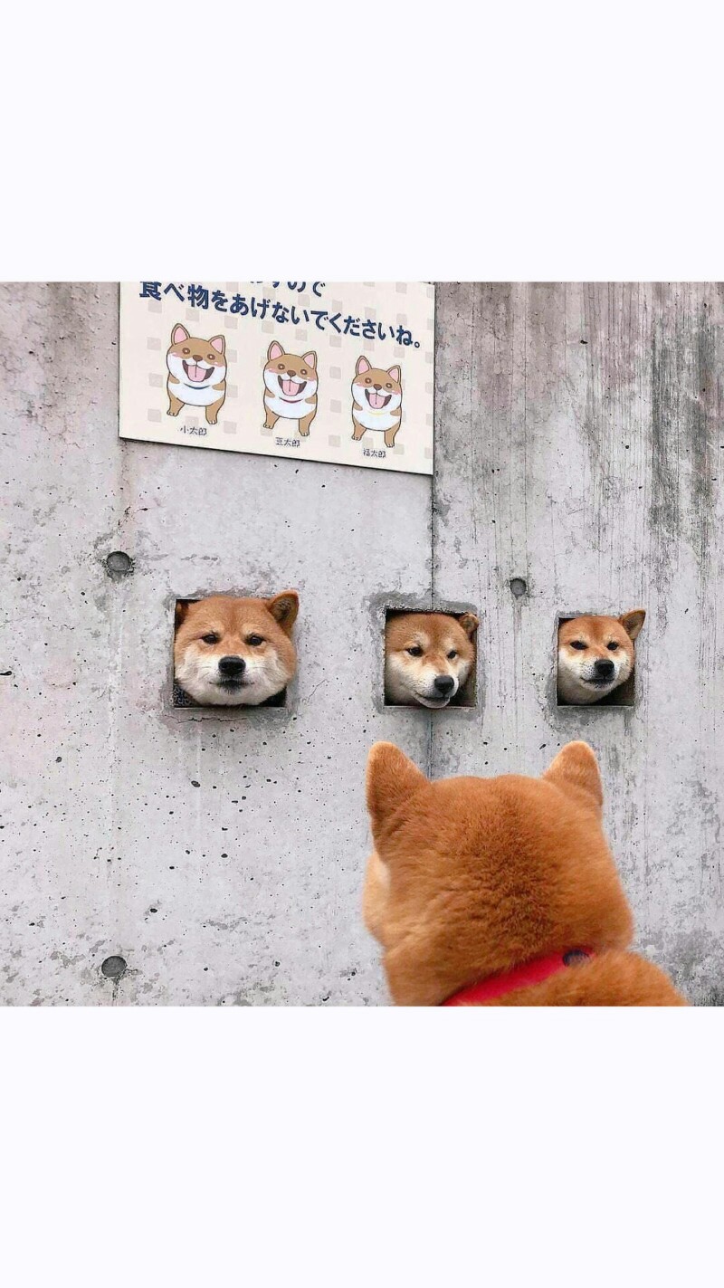 背景图 柴犬