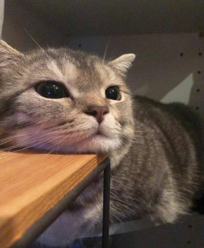 一只颓废的猫 by/fb/quc toàn