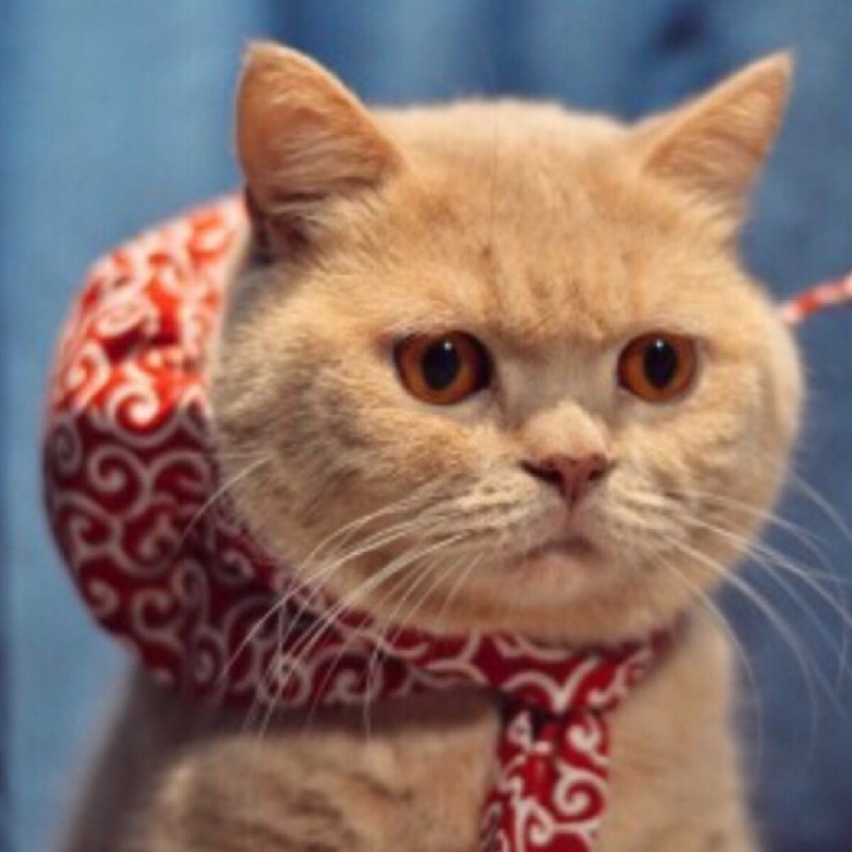 三人头像,猫咪头像,萌猫头像,多人头像,闺蜜头像,闺蜜三人头像,女生