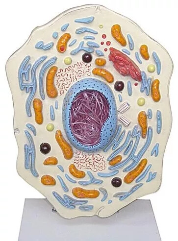 生物 细胞结构模型