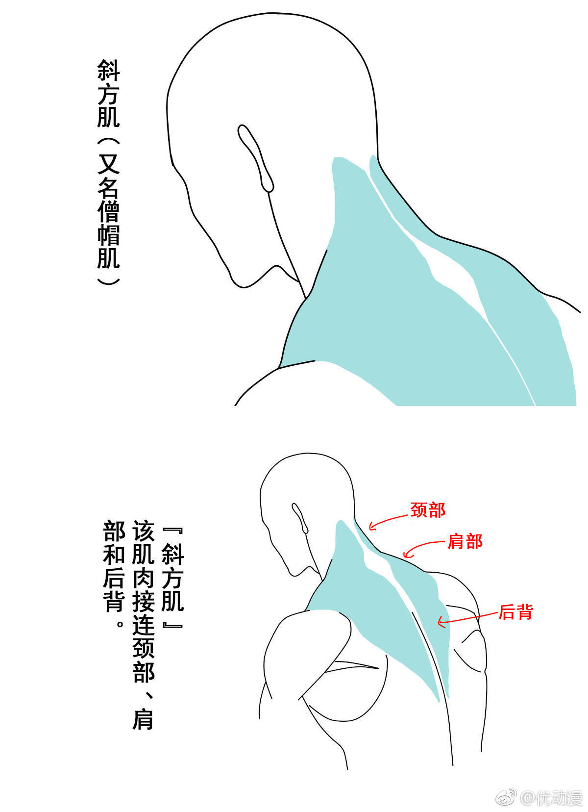 脖子画法教程